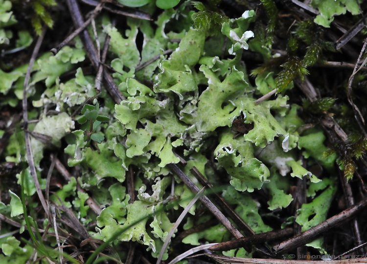 Licheni del Casentino